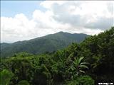 Bosque Nacional El Yunque - LUQUILLO